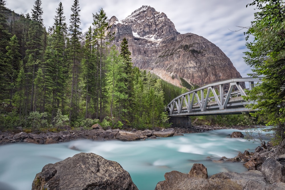 arbres verts près du plan d’eau et de la montagne