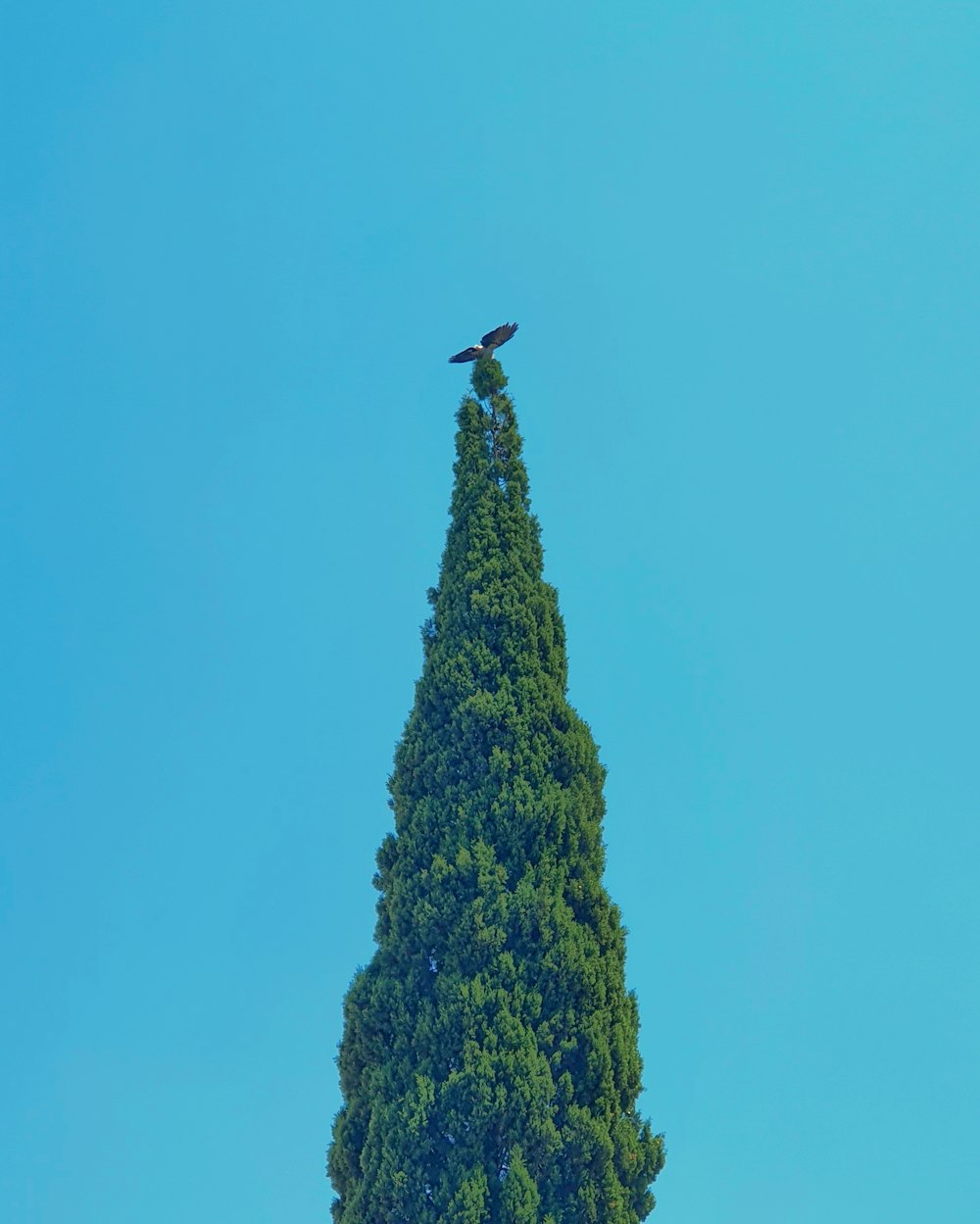 bird flying over green tree during daytime