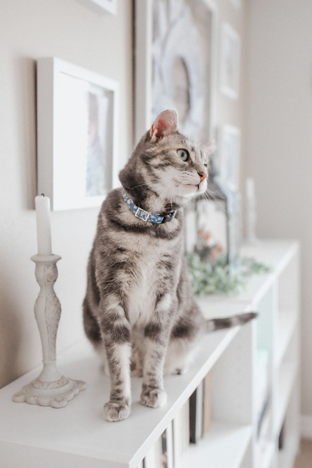 brown tabby cat on white wooden table