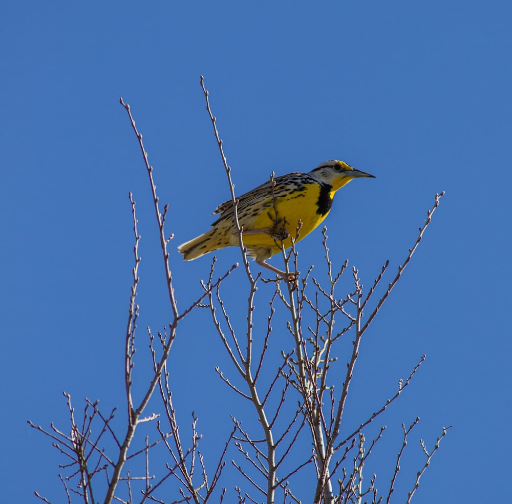 yellow and black bird on brown tree branch during daytime