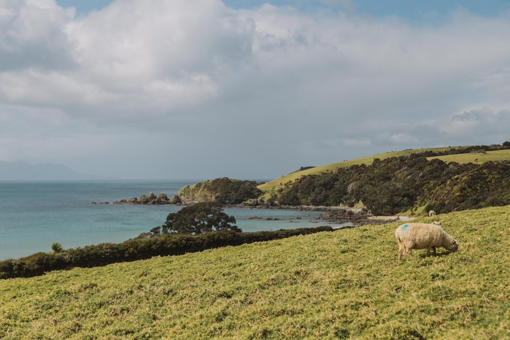 white and brown cow on green grass field near body of water during daytime