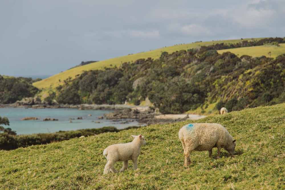 white sheep on green grass field near body of water during daytime