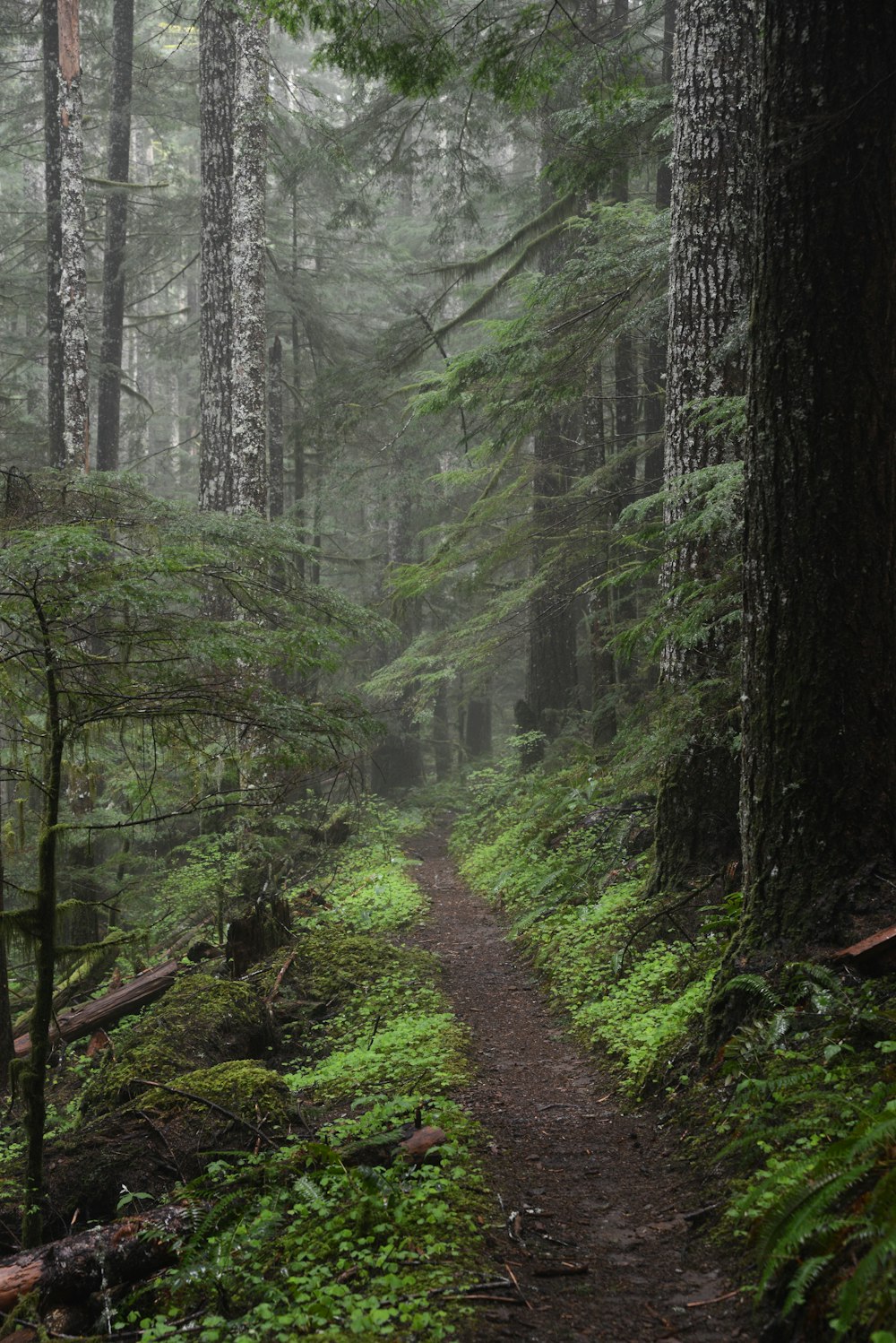 Grüne Bäume und Pflanzen im Wald tagsüber