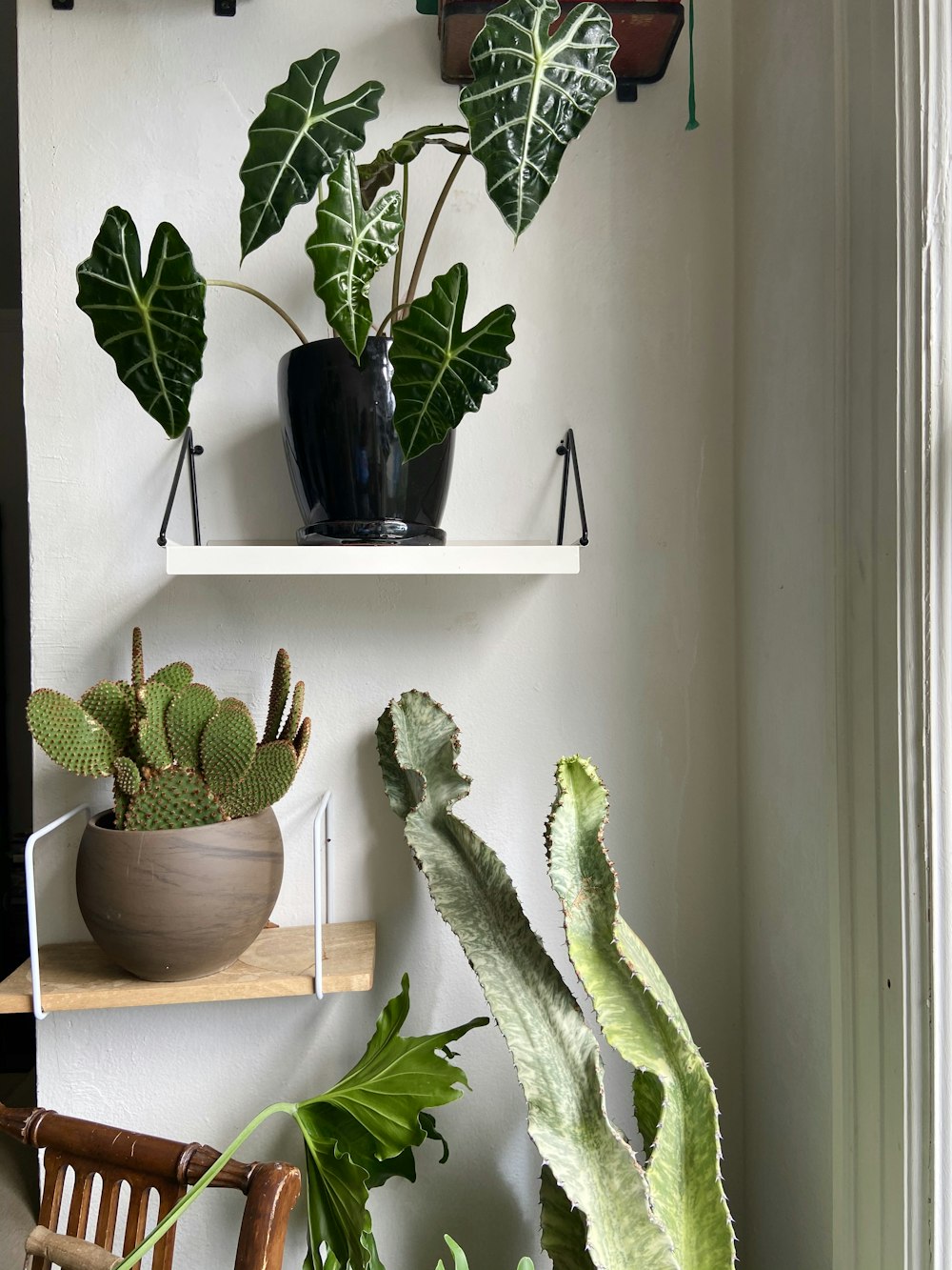 green cactus plant on brown wooden table