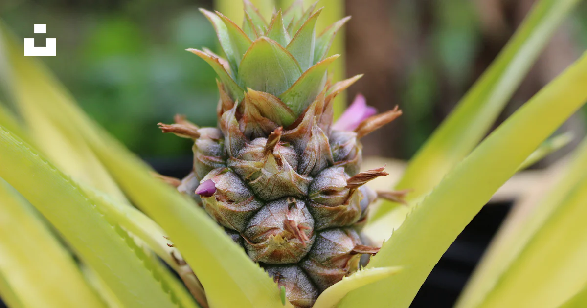 Foto Fruta de piña verde y marrón – Imagen Bayamón gratis en Unsplash