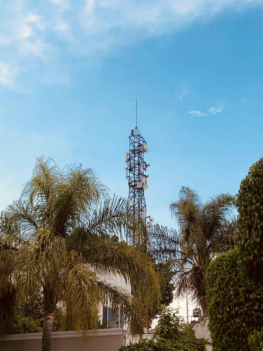 green palm trees under blue sky during daytime