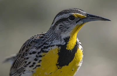 Close-up of a bird captured with clear, sharp details using apex zoom on an iPhone.