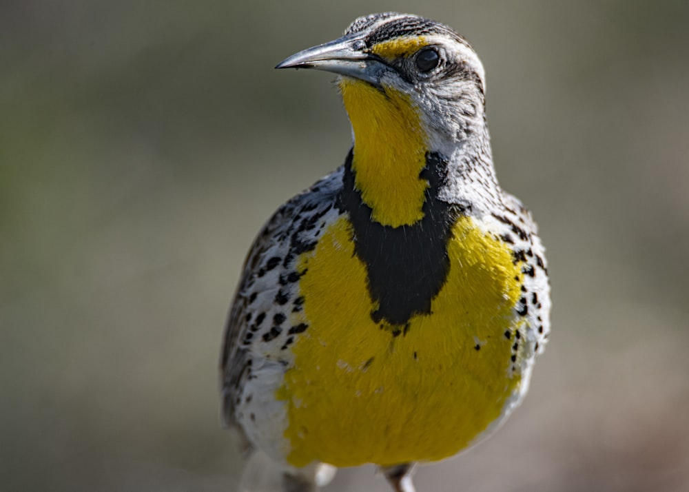 yellow white and black bird