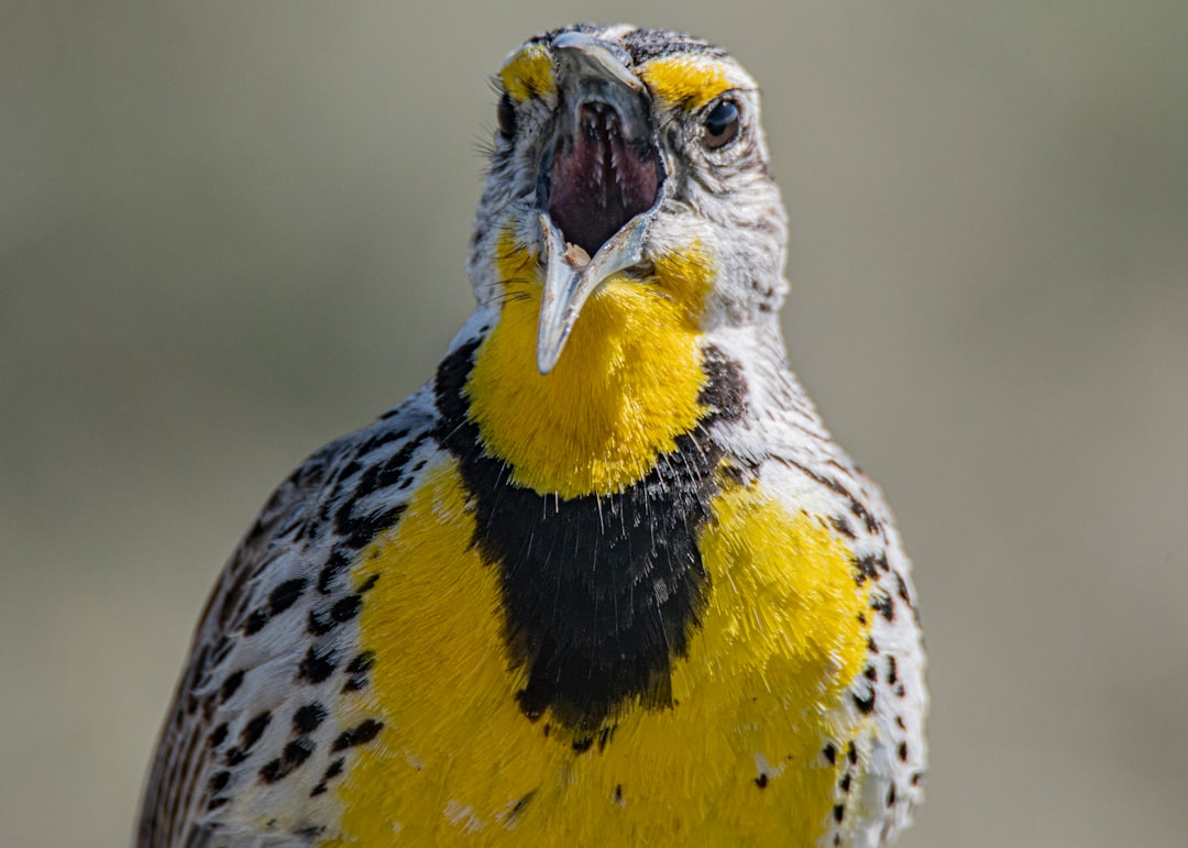 yellow black and white bird