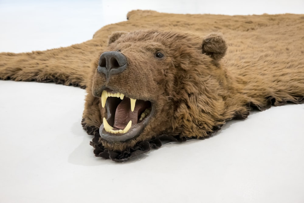 brown bear lying on snow