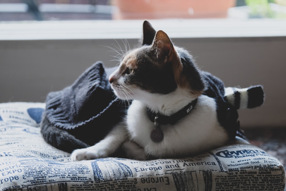 white and brown cat lying on blue and white textile