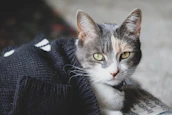 Close-up of a cat proudly showing off a custom-fitted, colorful sweater.
