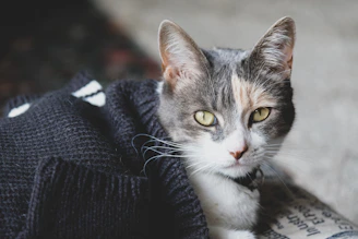 Close-up of a cat dressed in a vibrant, custom-fitted sweater, looking curious.