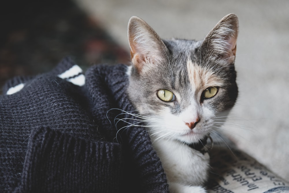 white and gray cat on black textile