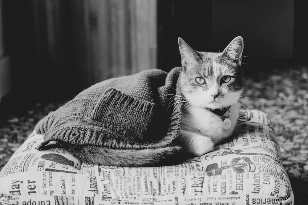 grayscale photo of cat on textile