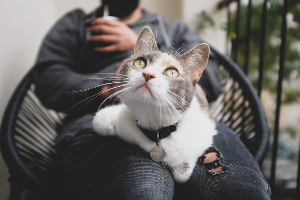 white and brown cat on persons lap