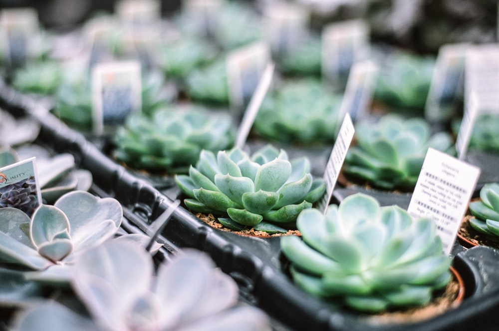 green succulent plants in black plastic pots