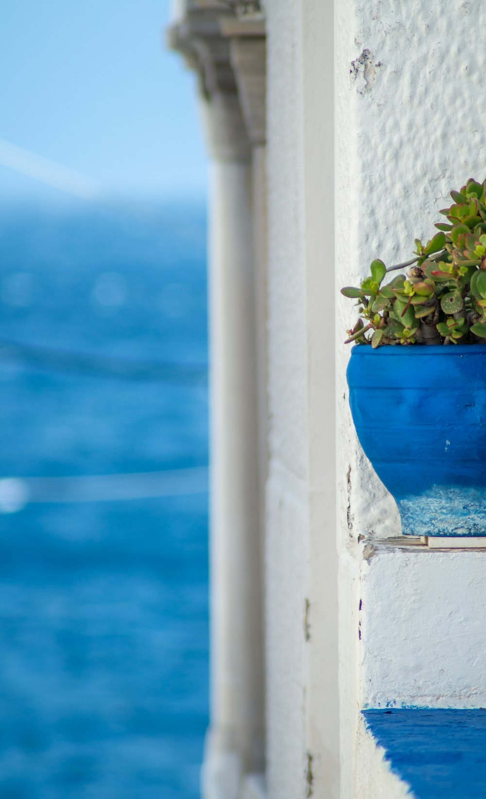 green plant on blue pot