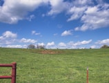 A serene rural landscape with a vast green pasture under a bright blue sky scattered with fluffy white clouds. There are several cows grazing in the distance near the top of a gently sloping hill, and a red barbed-wire fence is visible in the foreground.