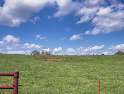 A serene rural landscape with a vast green pasture under a bright blue sky scattered with fluffy white clouds. There are several cows grazing in the distance near the top of a gently sloping hill, and a red barbed-wire fence is visible in the foreground.