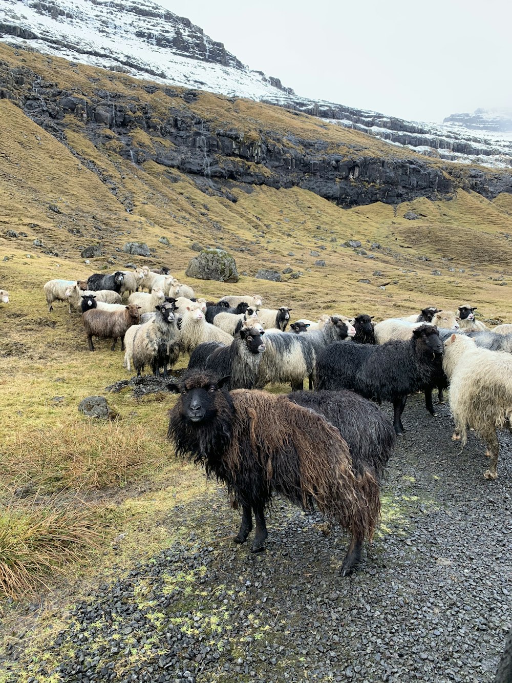 herd of sheep on green grass field during daytime