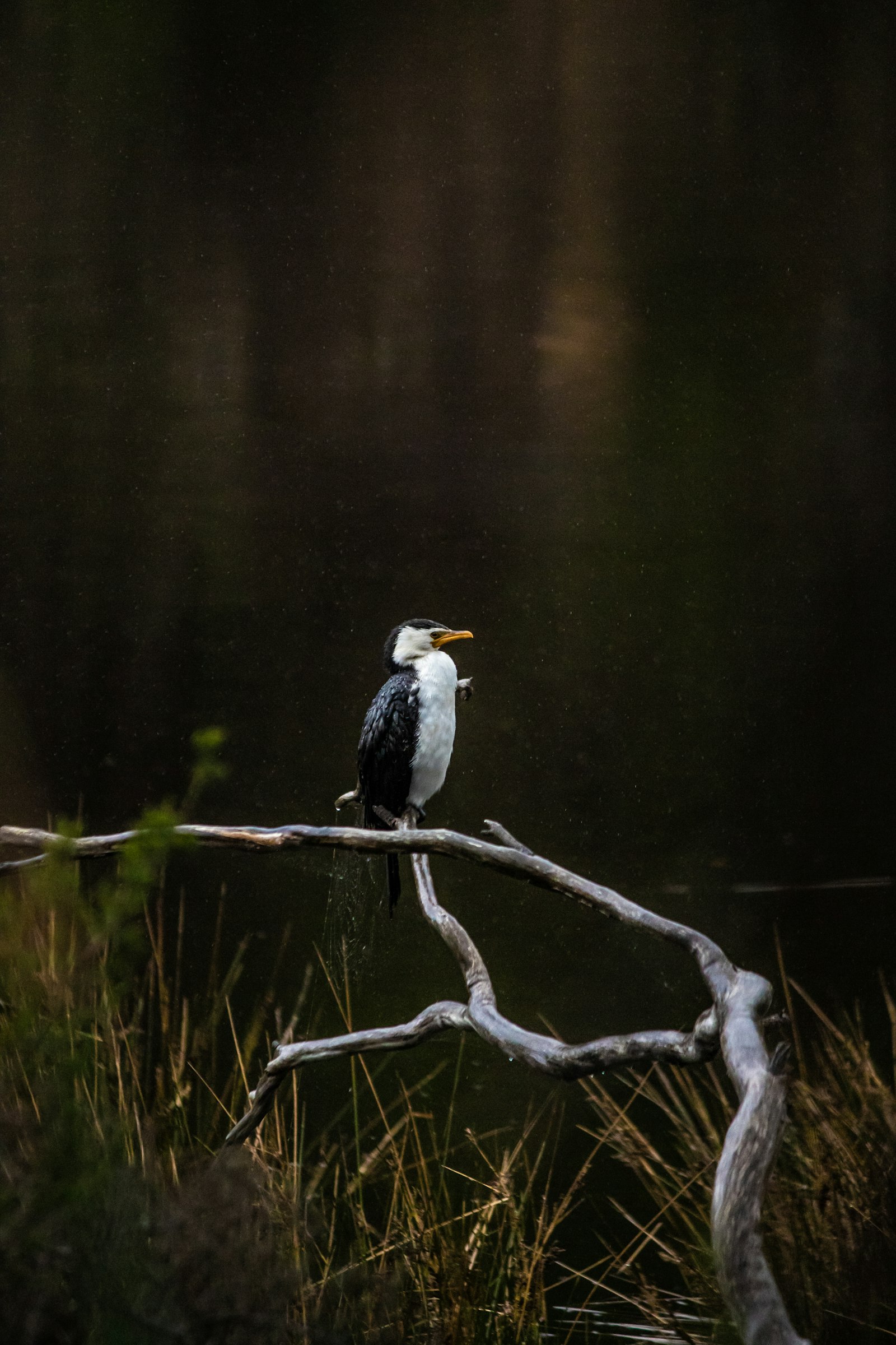 Canon EOS 7D Mark II + Canon EF-S 55-250mm F4-5.6 IS sample photo. Black and white bird photography