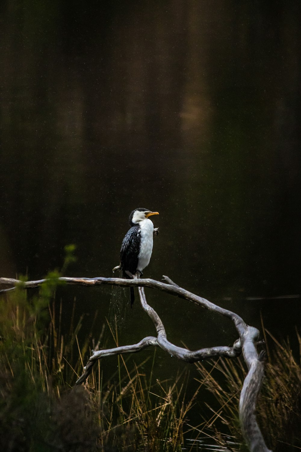 black and white bird on tree branch