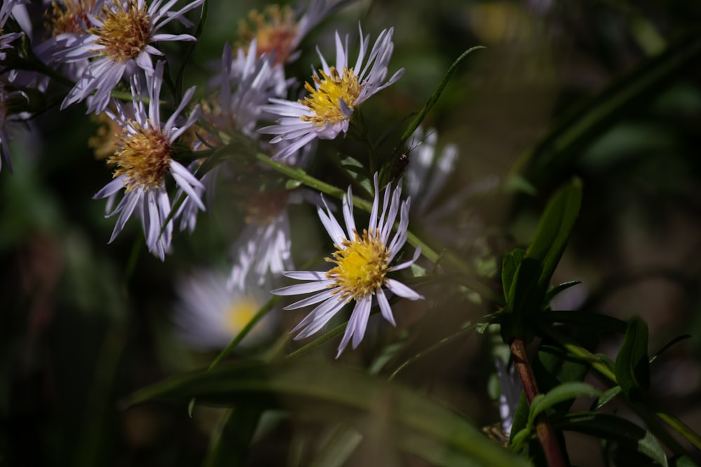 white and yellow flowers in tilt shift lens