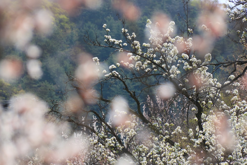 white flowers with green leaves