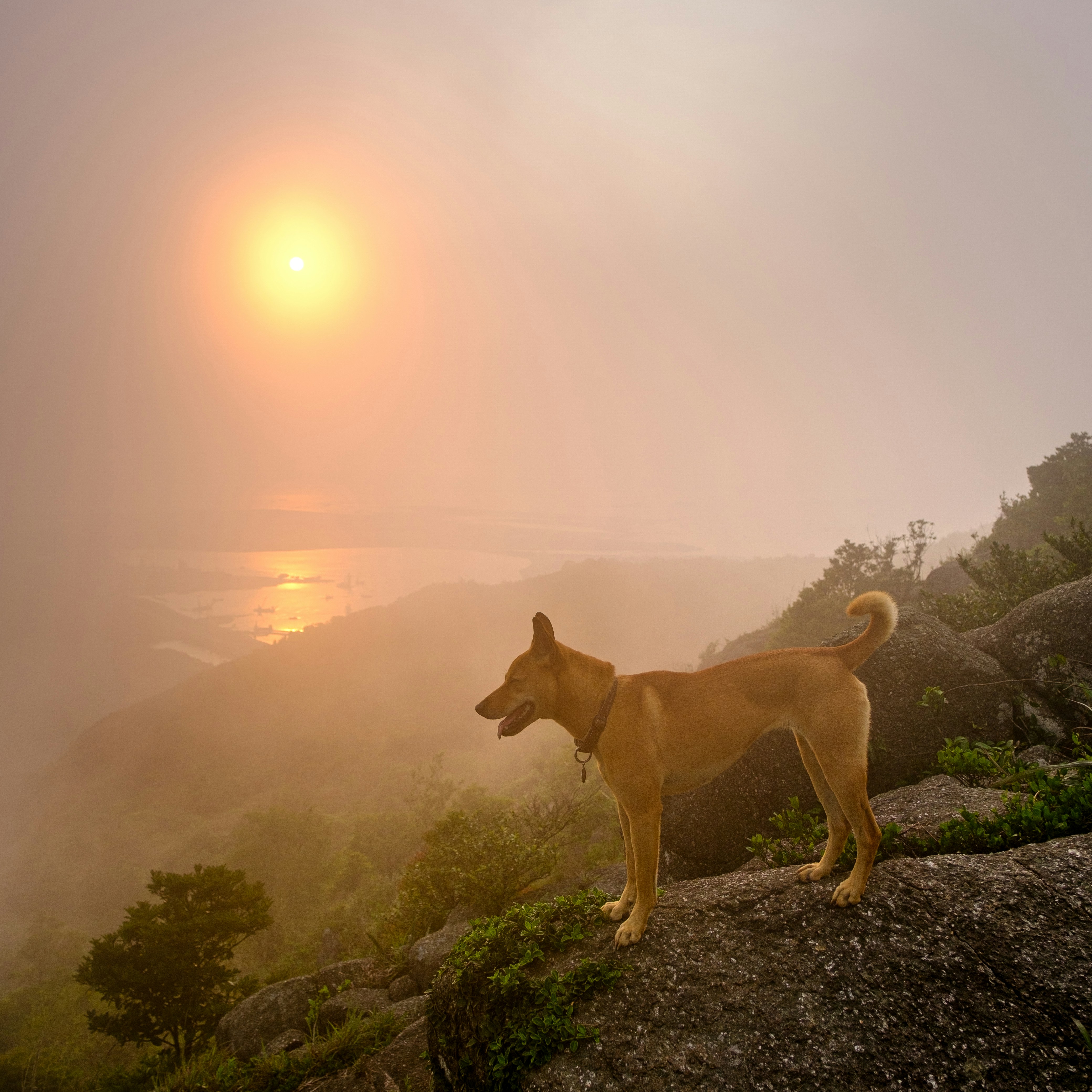 brown short coated dog on black rock during daytime