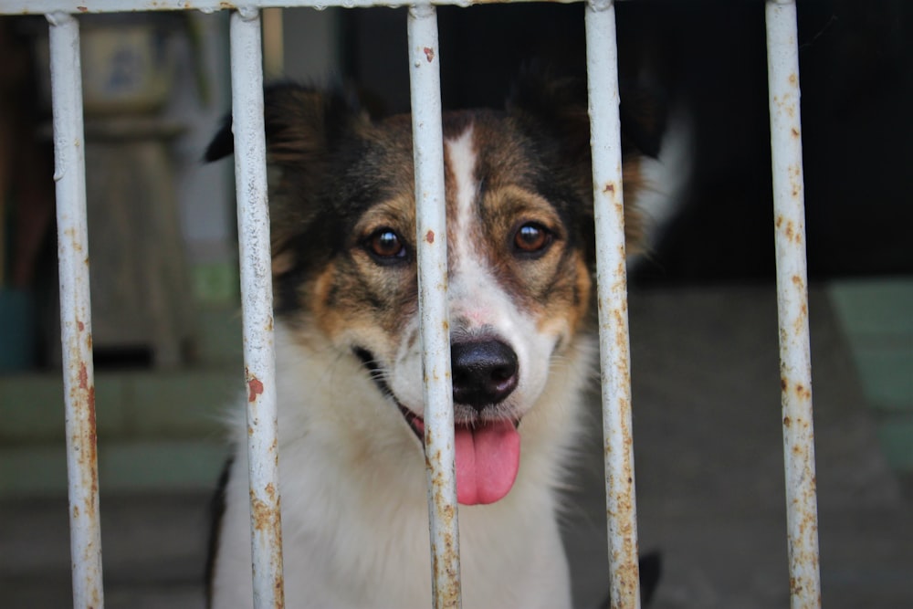 white brown and black short coated dog