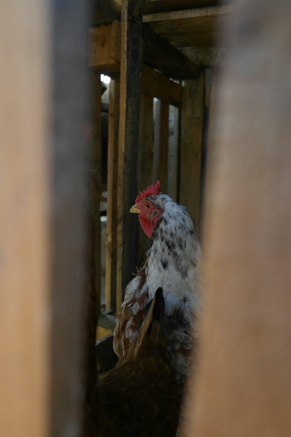 white and black chicken on cage