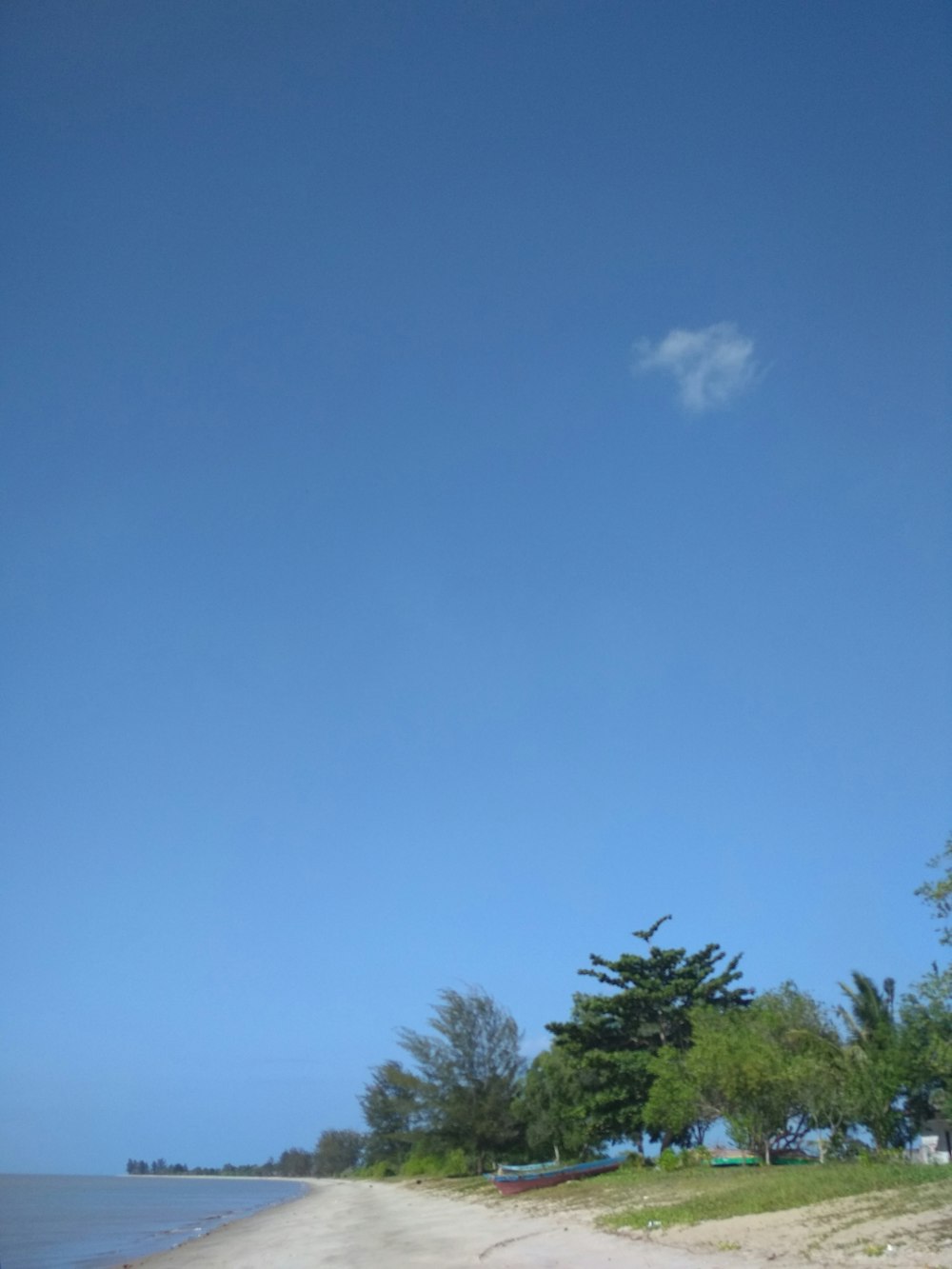 green trees under blue sky during daytime