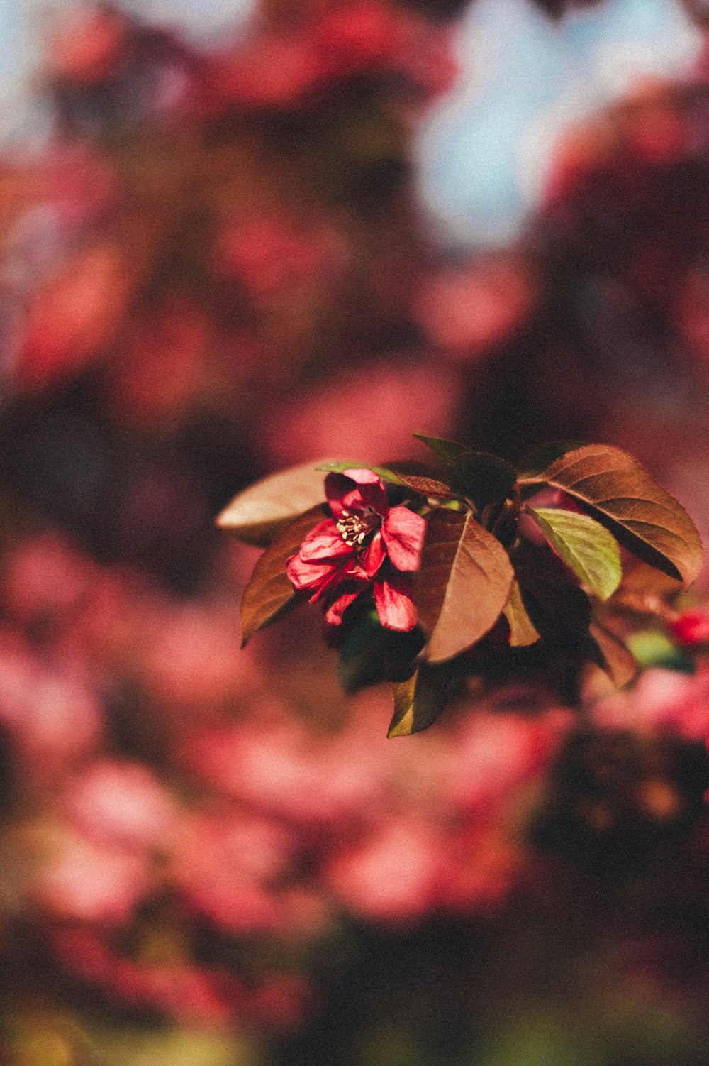 green and brown leaves in tilt shift lens