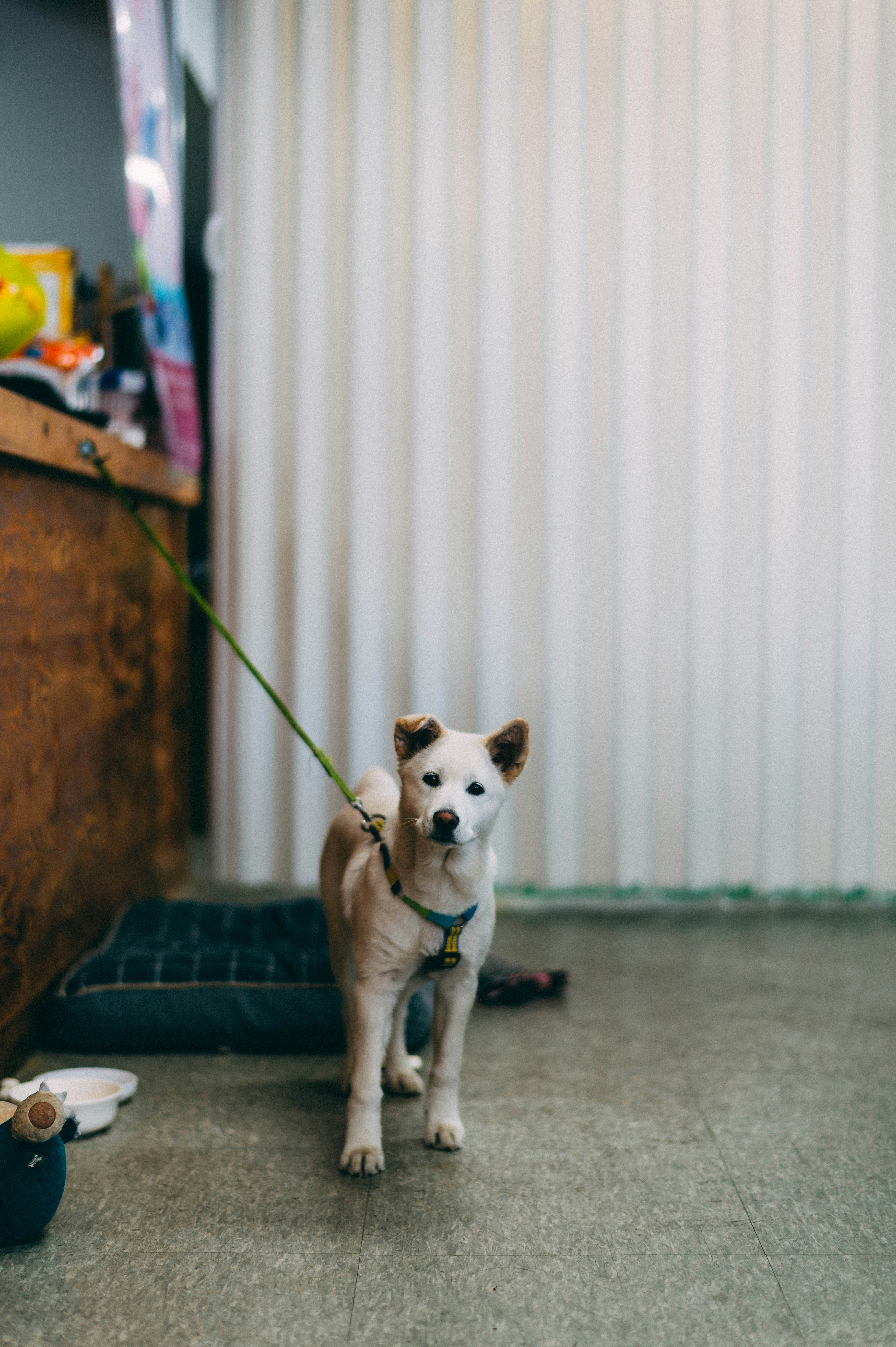 A new pet owner happily exploring a pet supply store