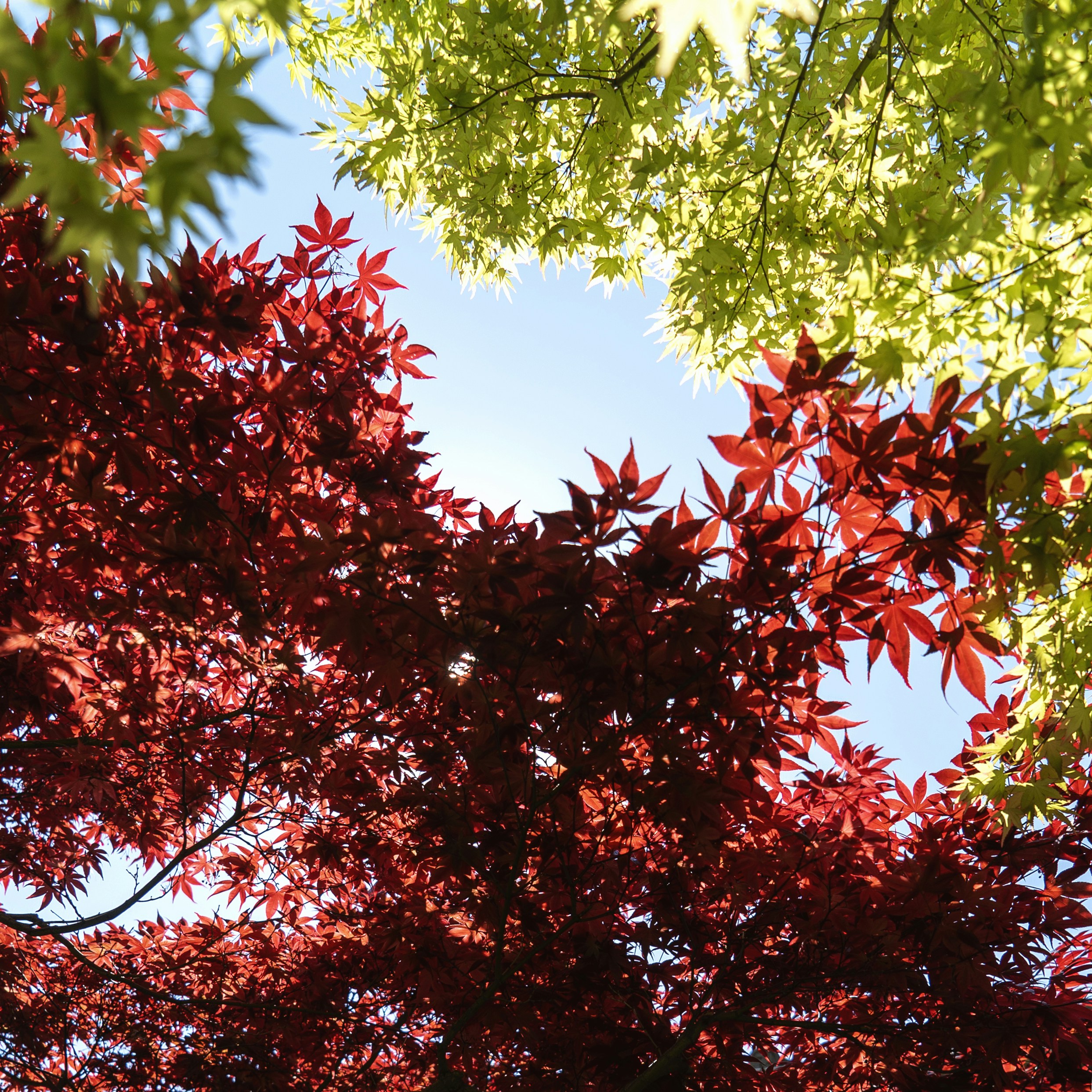 Photo by davidemrich