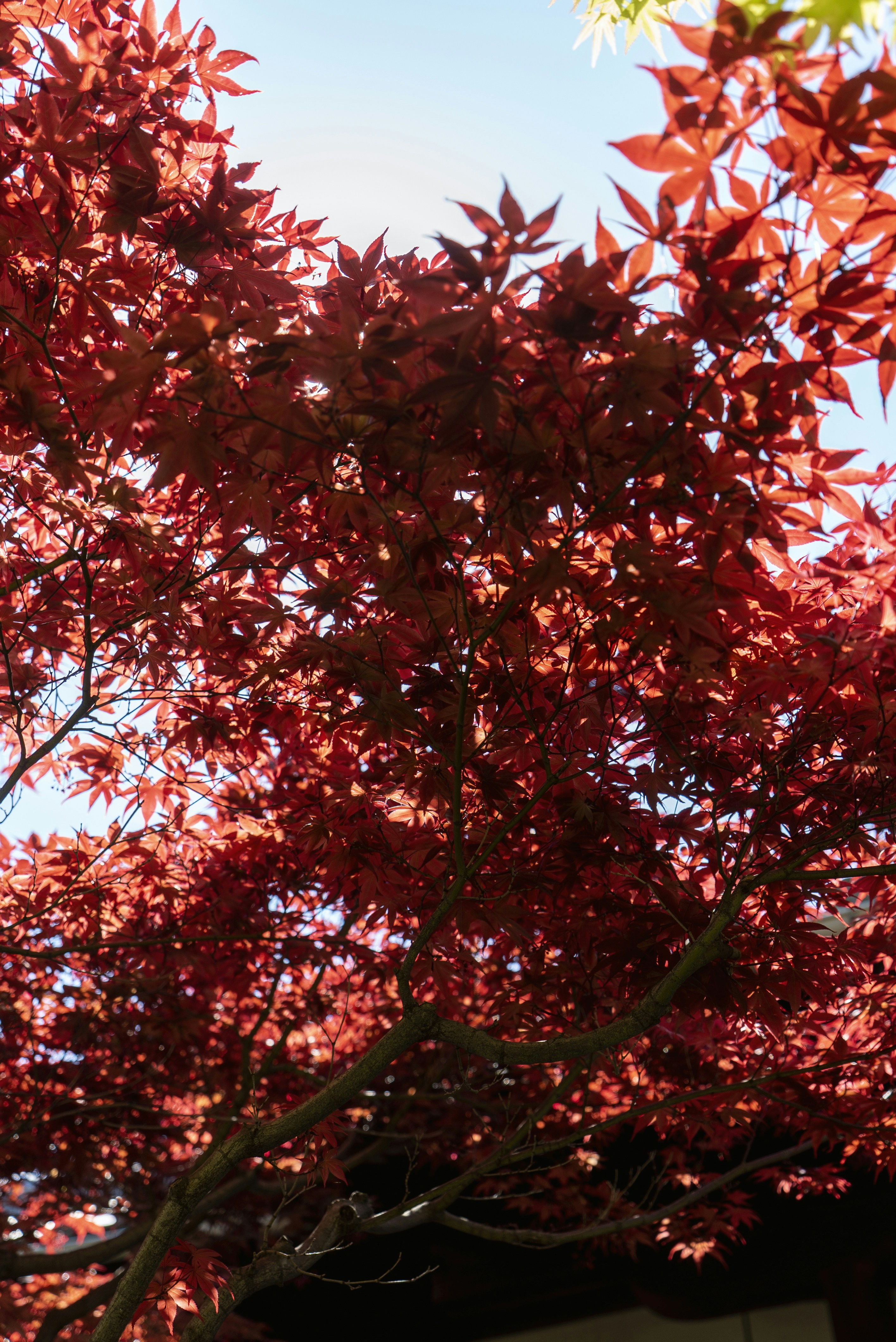 Photo by davidemrich