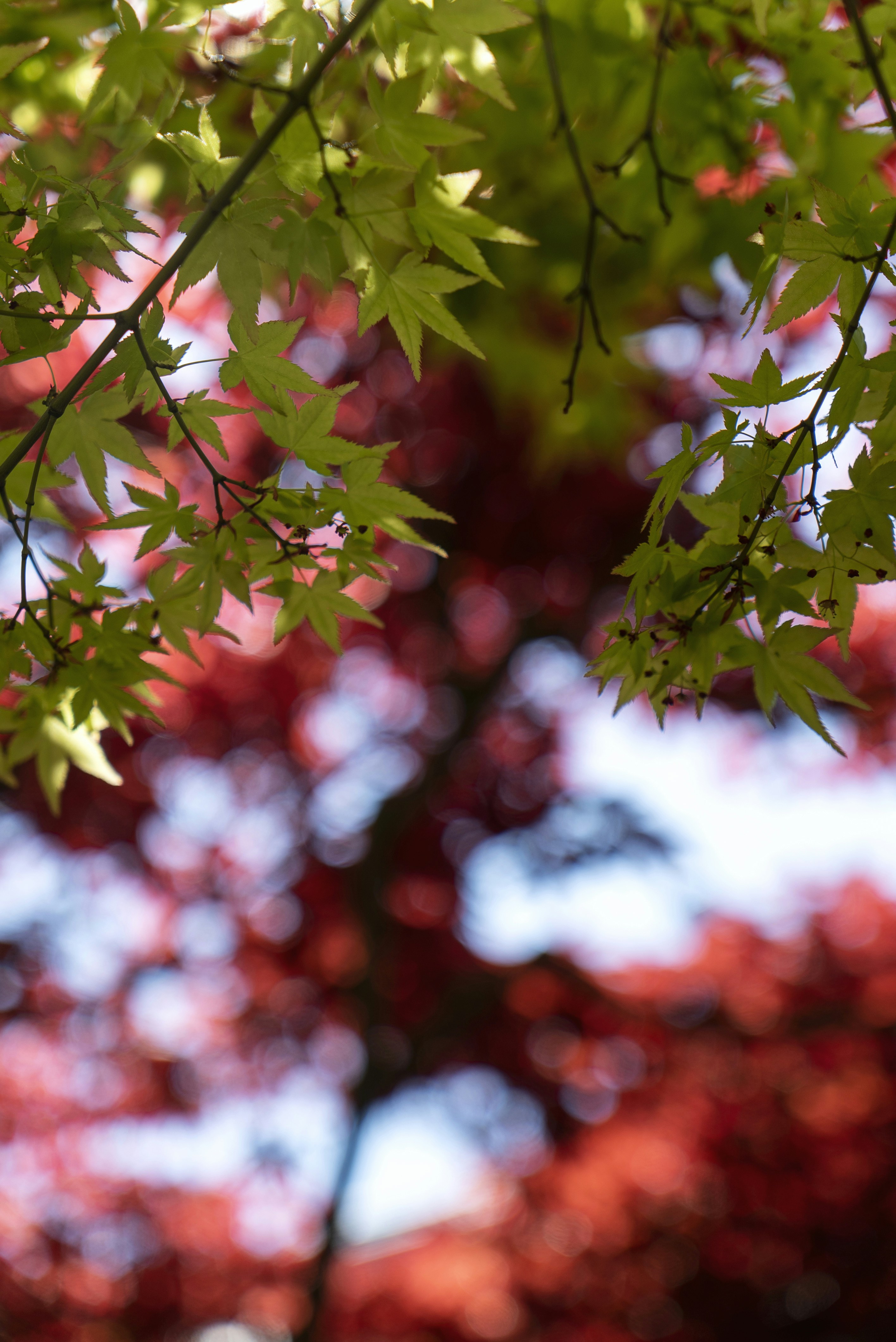 Photo by davidemrich