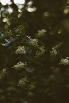 Dark foliage with clusters of small, pale flowers amidst blurred background lighting, creating a serene and moody atmosphere.