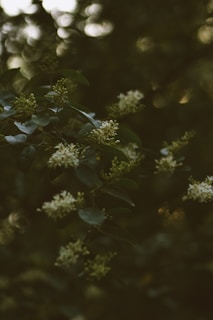 Dark foliage with clusters of small, pale flowers amidst blurred background lighting, creating a serene and moody atmosphere.