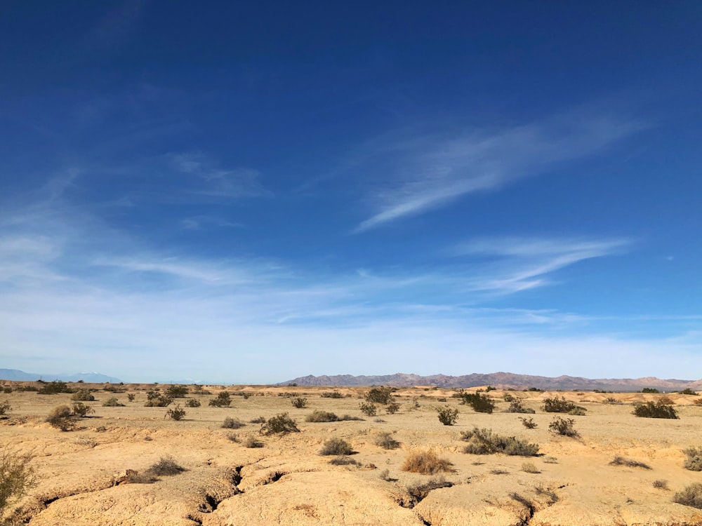 brown field under blue sky during daytime