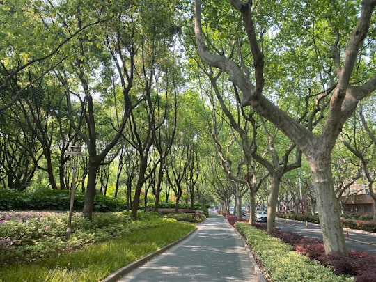 gray concrete pathway between green trees during daytime in Shanghai China