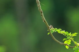 A stick-like branch extends across the image with a small insect perched near the end, surrounded by fresh green leaves. The background is a soft blur of green, suggesting a natural, outdoor setting.
