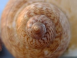 Detailed shot of a mystery snail's shell showing intricate patterns and textures.