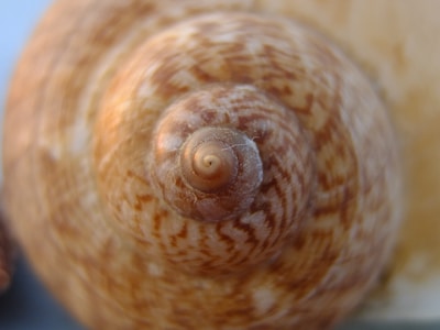 Detailed shot of a mystery snail's shell showing intricate patterns and textures.