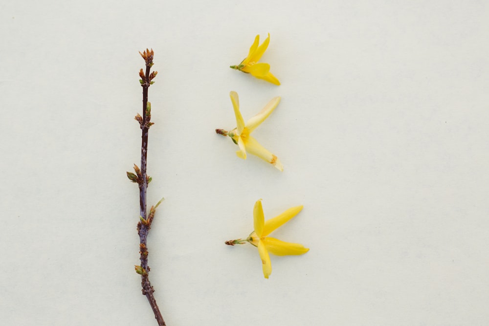 yellow flower on brown stem