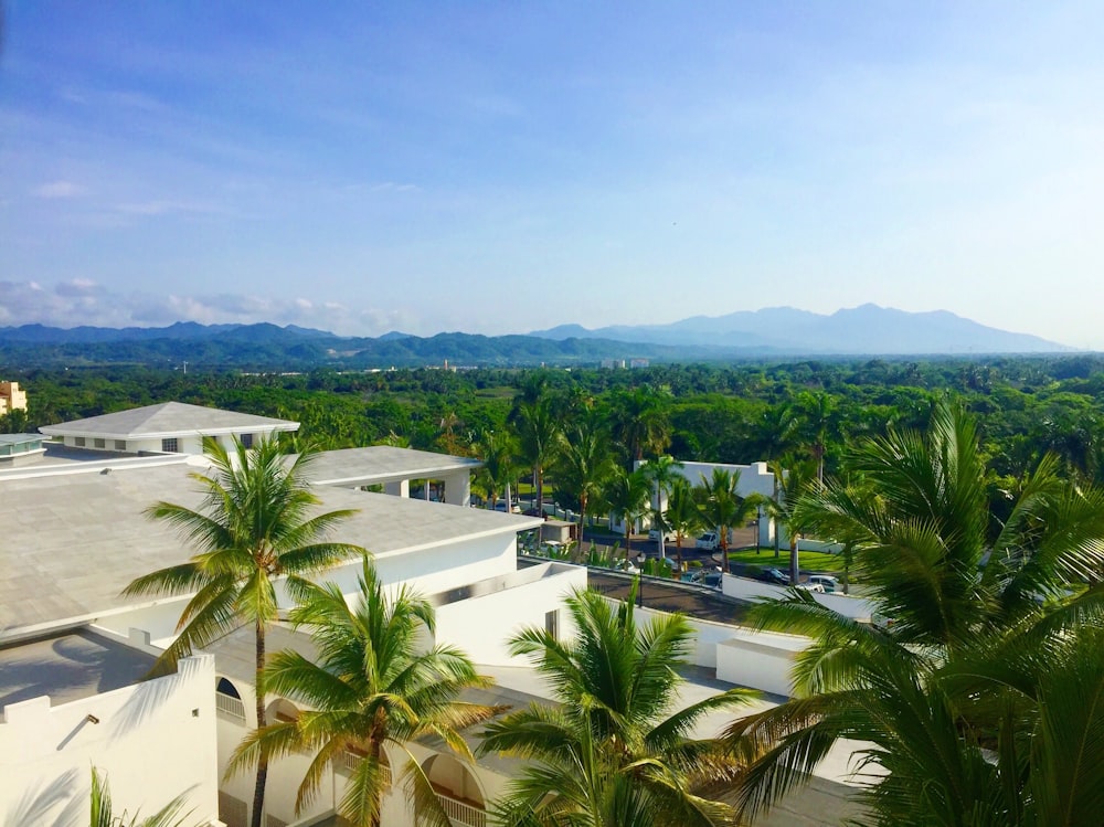 green palm trees near white concrete building during daytime