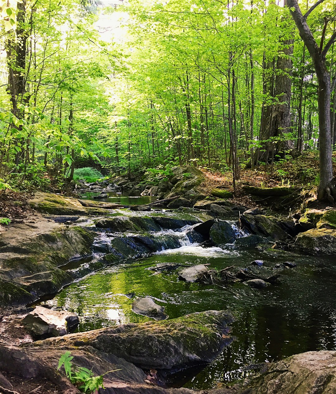 Forest photo spot Ottawa Papineau-Labelle Wildlife Reserve