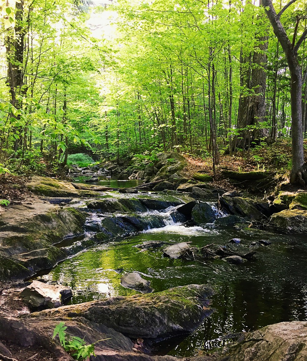 green trees beside river during daytime