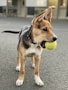 brown and black short coated dog biting tennis ball